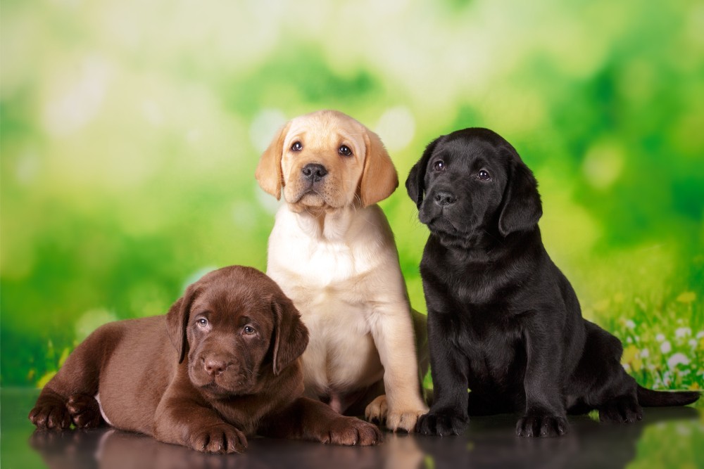 Labrador Retriever szczeniak